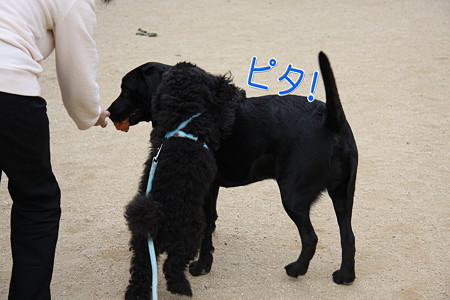 ピタ