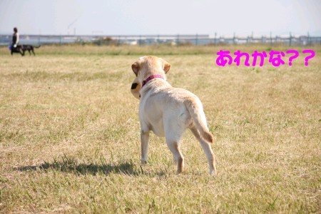 待ち犬