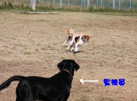 監視員