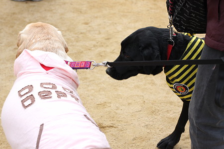 阪神タイガースファン犬