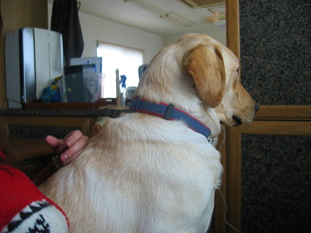 椅子に座る犬