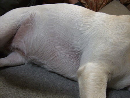 パンパン!