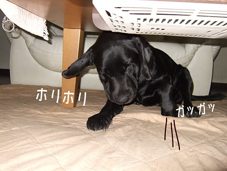 こたつ8