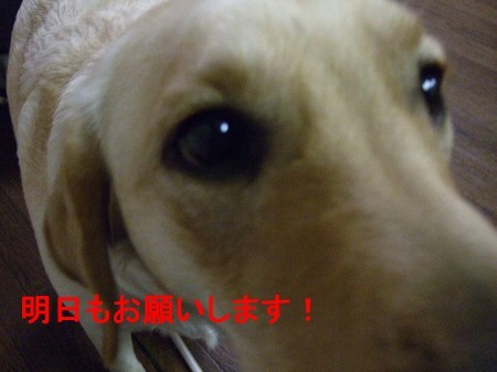 もっとください