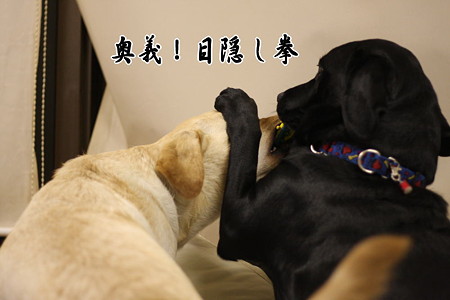悟天の奥義