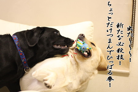 新たな技