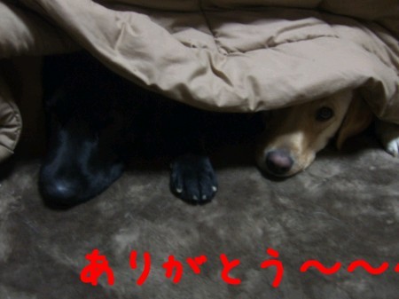 ありがとう~