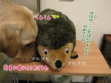 新しい仲間