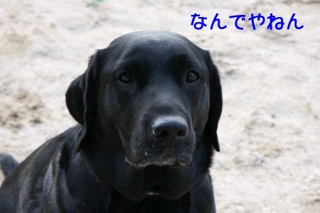 コテコテ