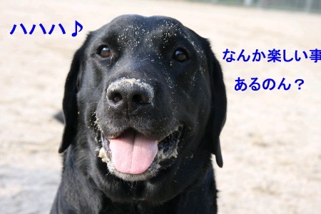 ハハハ