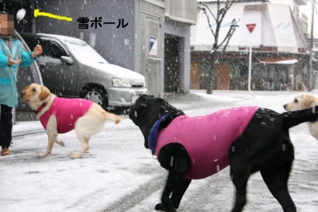 雪ボールをどうするか?