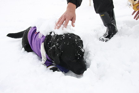 雪乗せ~