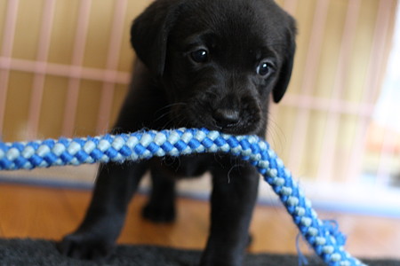 子犬