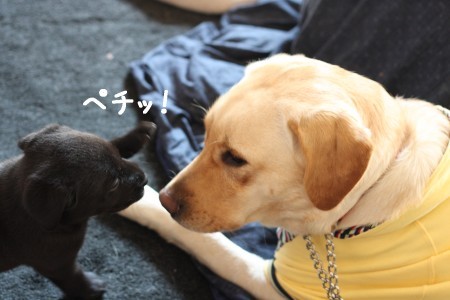 ペチッ!