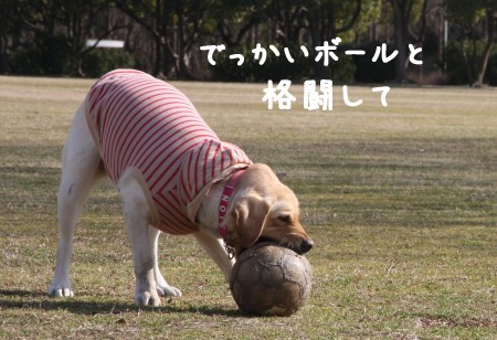 格闘