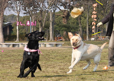 よし来た