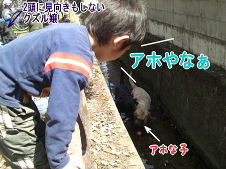アホな子
