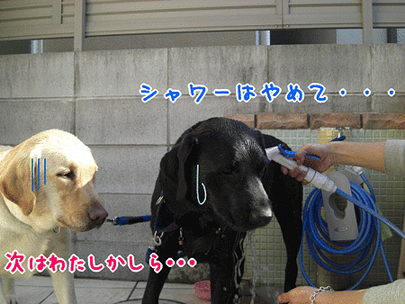 シャワーはやめて