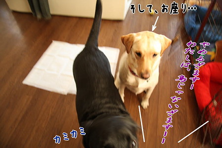 鳥やろ!