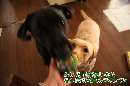 甲羅