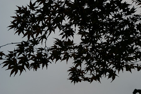 紅葉が待ち遠しい鎌倉1026k