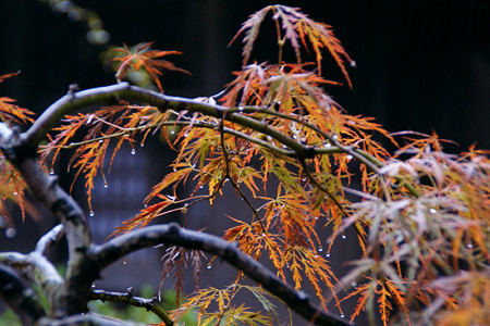 紅シダレ海蔵寺1109c