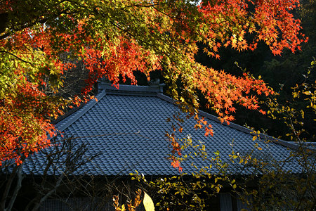 明月院本堂の紅葉1203w