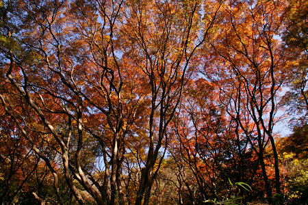 獅子舞の紅葉1203e