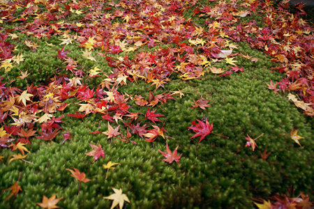 晩秋の京都、苔庭に落ちた紅葉。