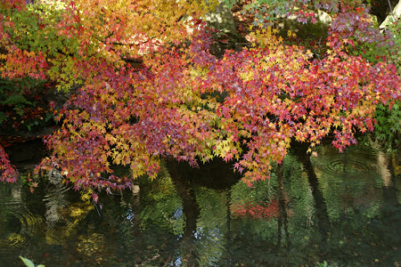 小雨の京都。鮮やかな紅葉の蓮華寺境内!