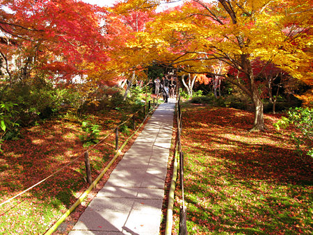 黄葉と紅葉が彩る、宝匡院。