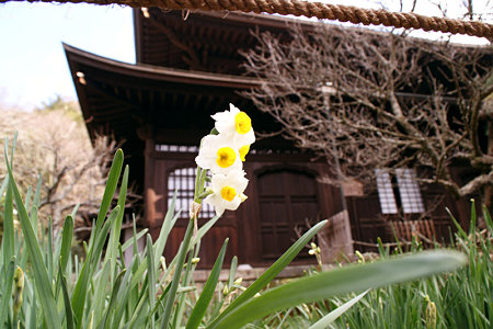 水仙が咲き始めた瑞泉寺1220e