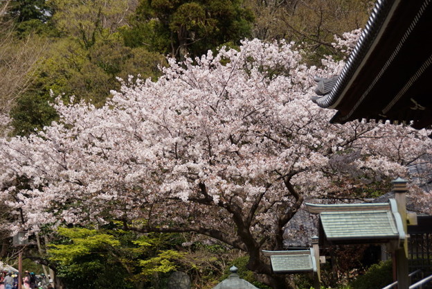 本堂前の桜、称名寺14!