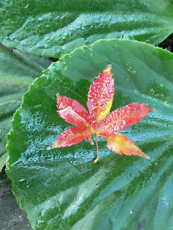 落ち紅葉1208tw.jpg