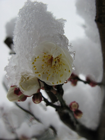 白梅雪0203ts
