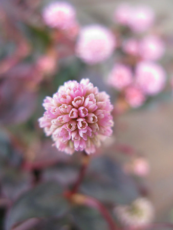 ヒメツルソバの花0202ta