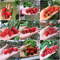 Photos: イチゴ収穫記録