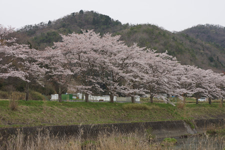 波田橋付近（三田市藍本）の桜 - 2