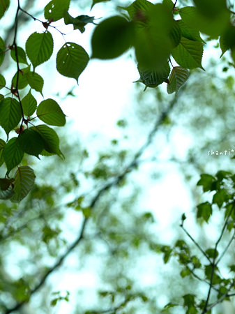 Sky and leaves