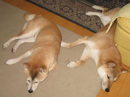 img 428
