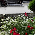 Photos: 古道と白壁の家・３