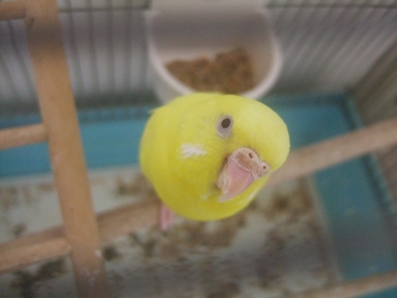 DSCF9536