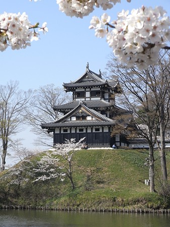 真昼の夜桜