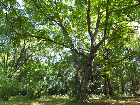 DSCF8264