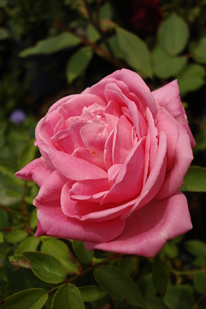夏の薔薇2