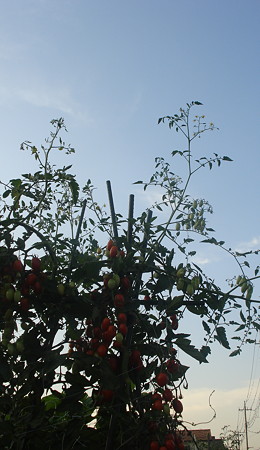 夕方の菜園1