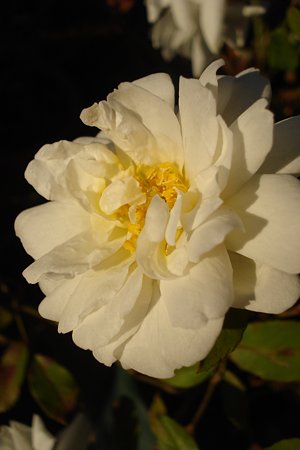 DSC00810