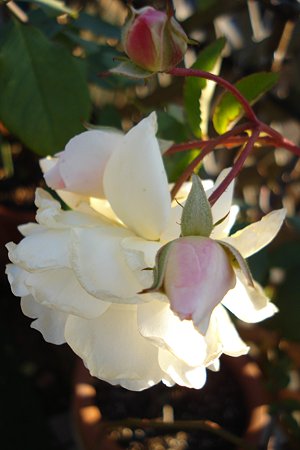 DSC00819