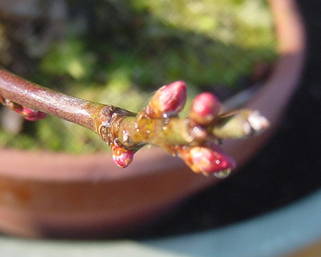 緋梅の蕾もあった～