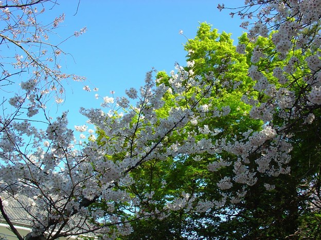 桜若葉 写真共有サイト フォト蔵